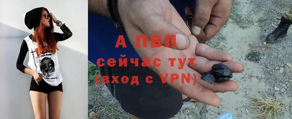 сатива Новозыбков